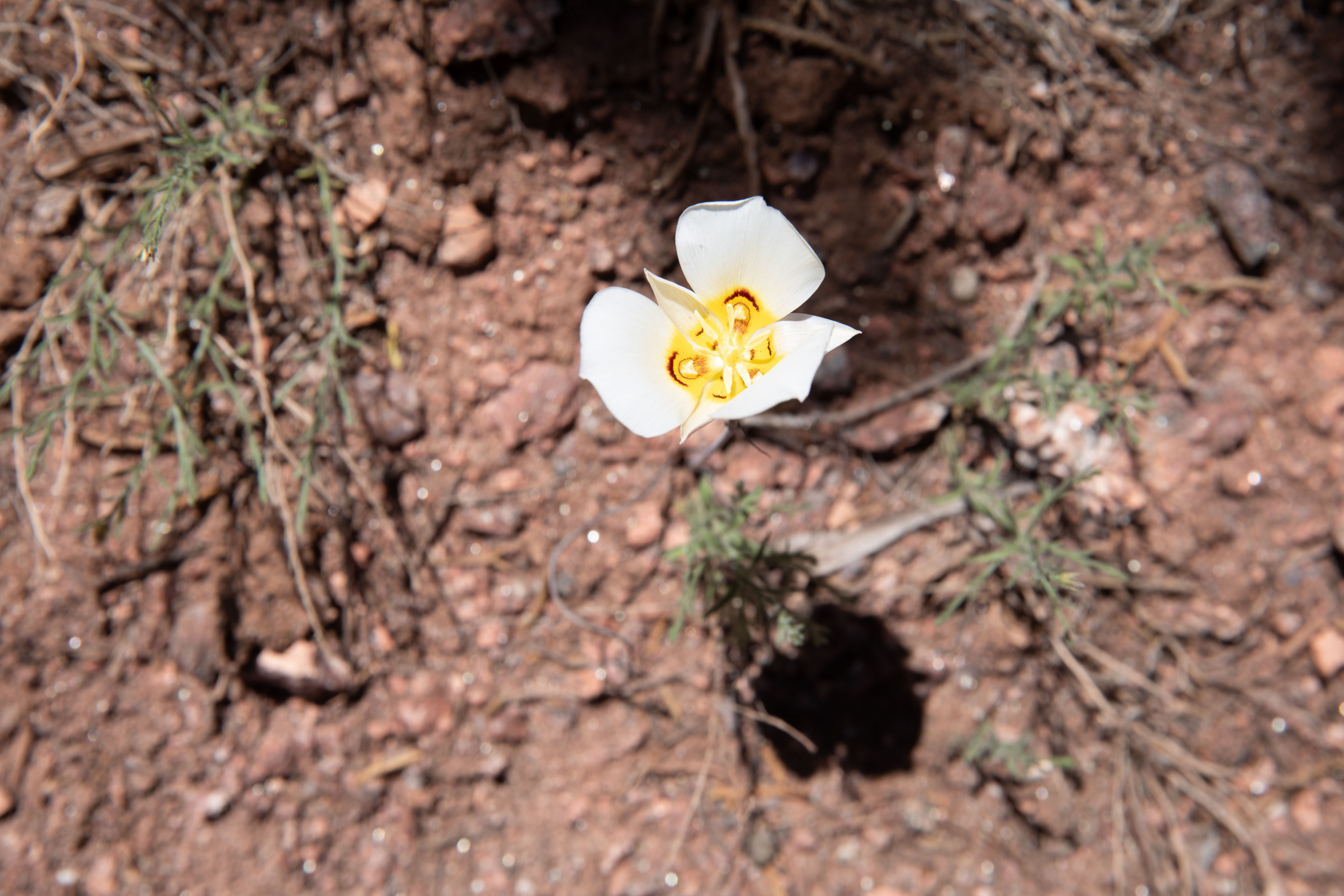 Flowers Colorado National Monument