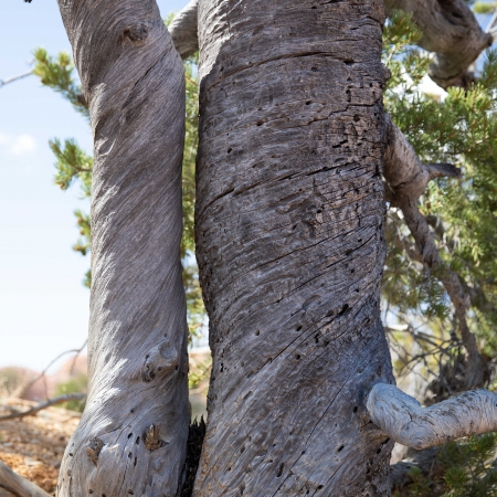 Bryce Canyon Twisted Tree