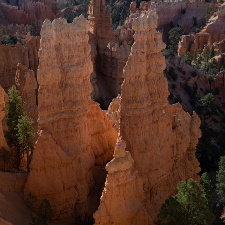 Bryce Canyon Hoodoo