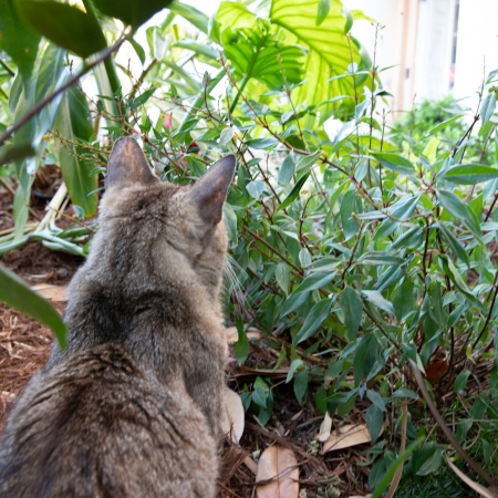 New Orlean Cat at Cafe Beignet 