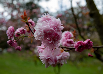 Cherry Blossom Golden Gate Park 20th April