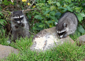 Racoons in Golden Gate Park 20th April