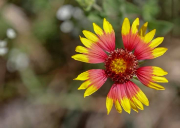 San Antonio wildflower