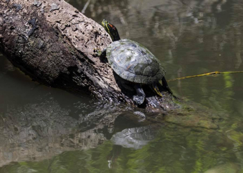 San Antonio wildlife