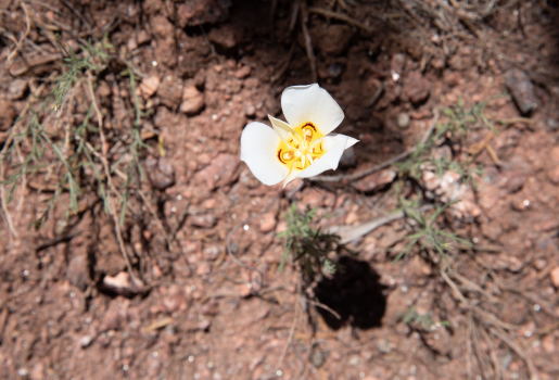 Flowers Colorado National Monument
