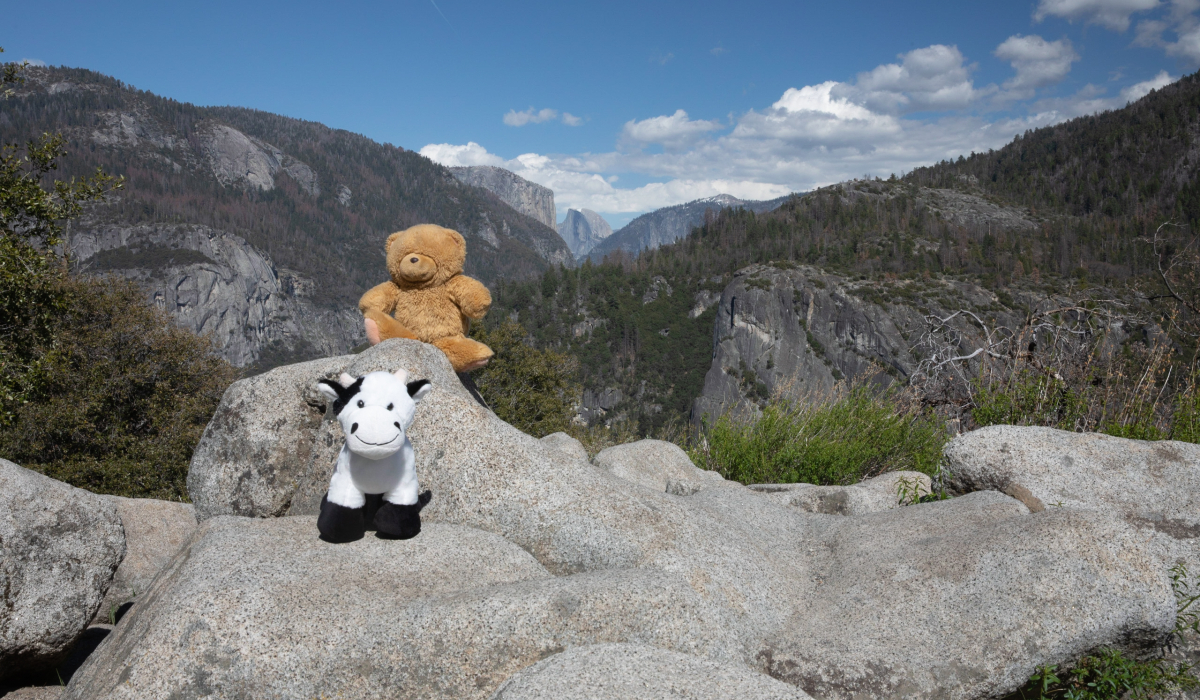 Toffee and Moo make it to Yosemite